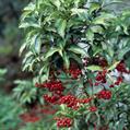 Ardisia crenata